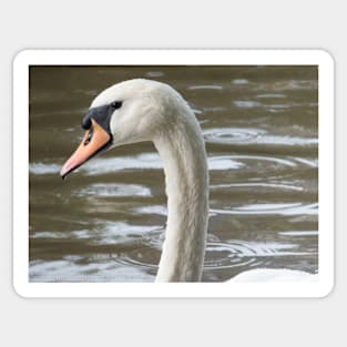 Proud Swan Sticker